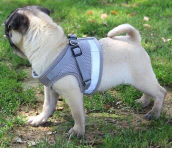 Harnais et Laisse pour Chien – Confort & Sécurité